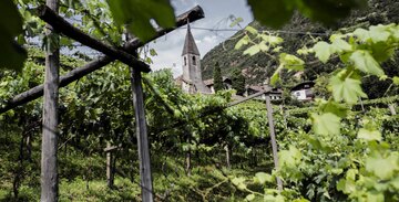 Typische Rebform in Südtirol mit Blick auf das Kirchlein St. Magdalena