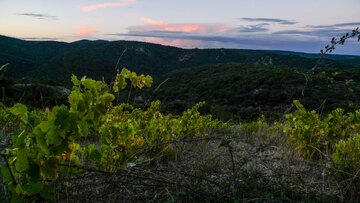 Fast Nacht im Fitou. Zu Besuch auf der [[win || montluzia || Domaine Montluzia]]
