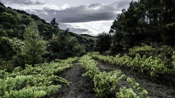Die Weinberge des Fitou [[reg || Languedoc]] reichen an manchen Stellen bis ans Meer. Hier auf der Domaine [[win || Mas des Caprices]]