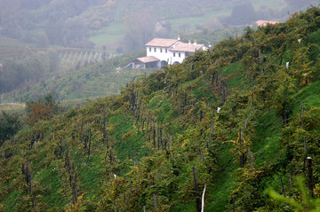 Steile Weinberge im Veneto: guter Prosecco wird erzeugt