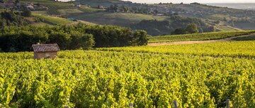 Weinprobe in der Domaine de Thulon