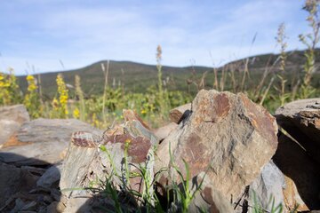 Schieferbrocken auf der Domaine Cébène im Faugères