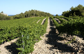 Reben in La Clape auf dem [[win || Château Pech Redon]]. Der dichte Bewuchs reduziert den Stress durch Sonne und Trockenheit