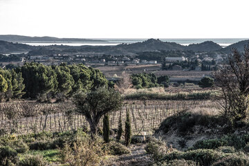 La Clape liegt im [[reg || Languedoc]] direkt am Meer. Wind und Feuchtigkeit bieten den Reben ideale Bedingungen