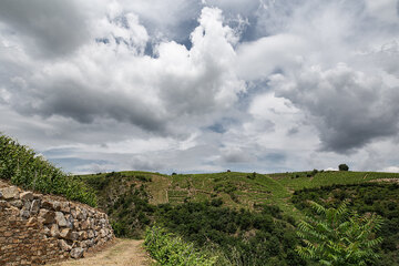 Steile Weinberge an der Côte Rôtie, nördliche Rhône