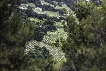 Weinberge für Grenache liegen oft an besonderen Plätzen hier versteckt oberhalb von Séguret in der Provence