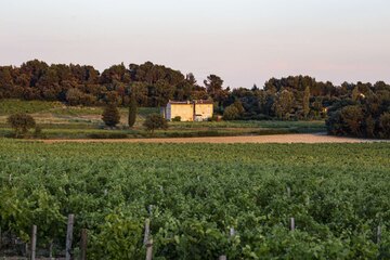 Weingut in der Nähe von Beaume de Venise