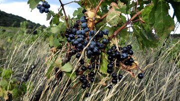 Carignan mag trockene Hitze, doch sie erfordert gezielte Massnahmen, wenn herausragender Wein entstehen soll. Christophe Bousquet vom [[win || Château Pech Redon]] in  [[reg || La Clape]]