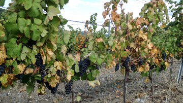 Carignan mit Hund. Brigitte Chevalier von der [[win || Domaine de Cébène]] im [[reg || Faugères]]