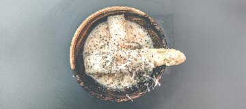 Spargel mit Hollandaise oder Butter und überrieben oder überbacken mit Permesan harmonisiert die Aromen. Frischer Weißwein ist die richtige Wahl zu solchem Spargel