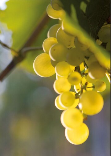 Glera Traube in Venetien