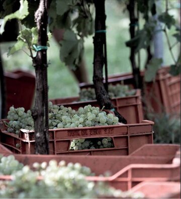 Glera zur Herstellung von Prosecco