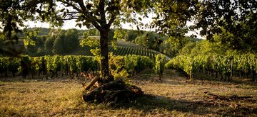 Mineralischer Kieselboden und roter, eisen- und tonhaltiger Mergel sind die Böden im Cahors.