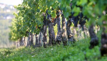 Weine aus dem Südwesten - ein breites Spektrum an Rebsorten und Weinstilen