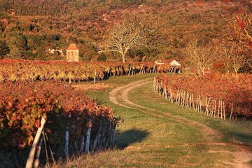 Auch eine kulinarische Bereicherung: die Regionen im Südwesten