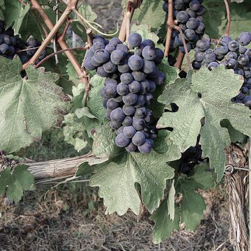 Im Piemont die meist angebaute Rebsorte: Barbera