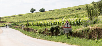 Weinberg Domaine de la Luolle