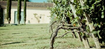 Die Reben von Thieuley stehen auf begrüntem Boden. Das verhindert Erosion oder Verdunstung, bringt Nährstoffe in den Boden und minimiert den Bedarf an Eingriffen,