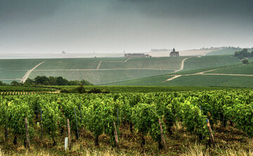 Weinberge in [[reg || Chablis]] im [[reg || Burgund]]