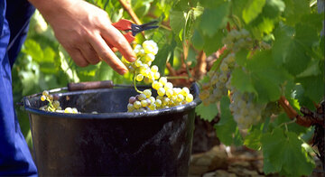 Die Handarbeit ist zurück im Languedoc